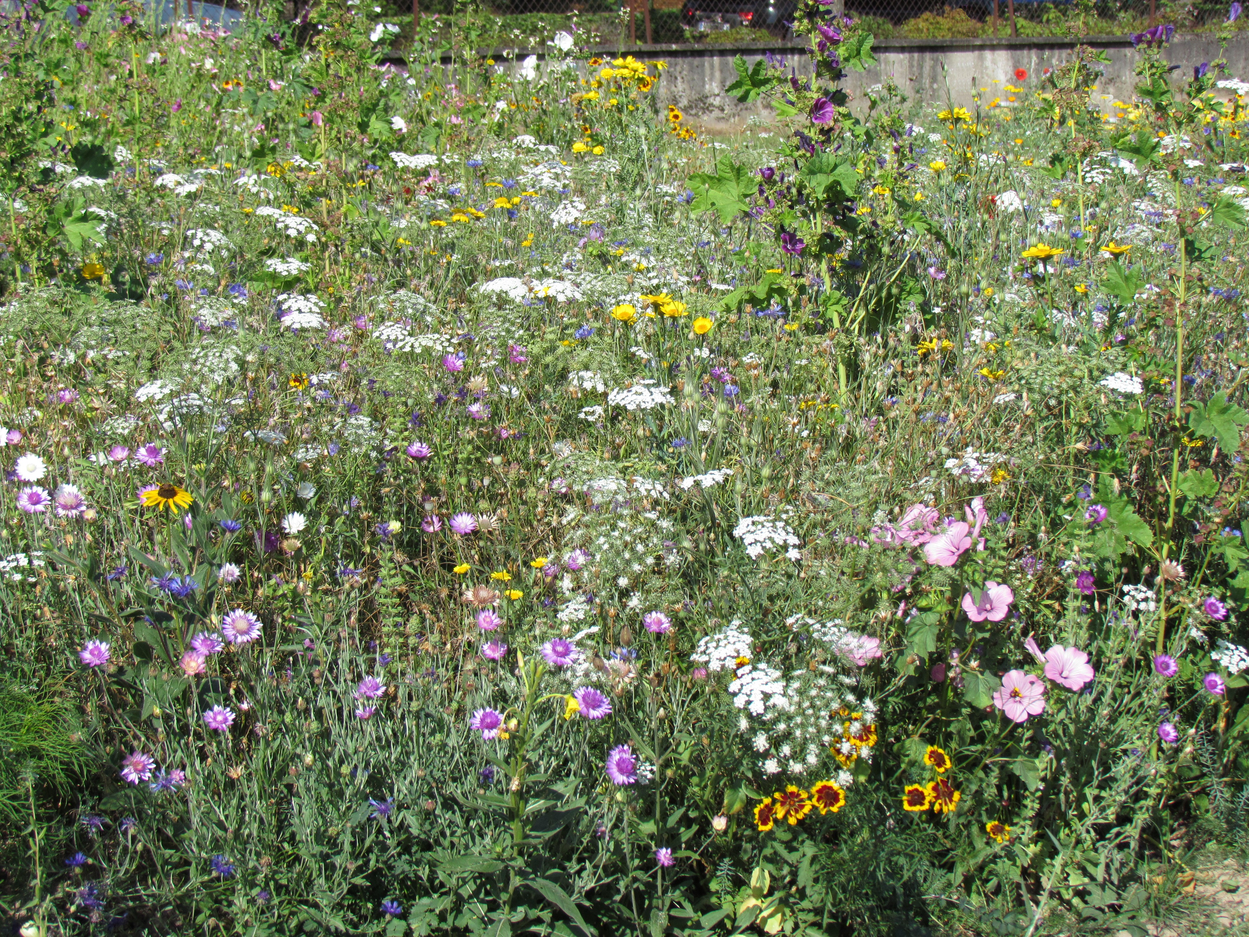 Blumenmischungen Blumen aus der Natur