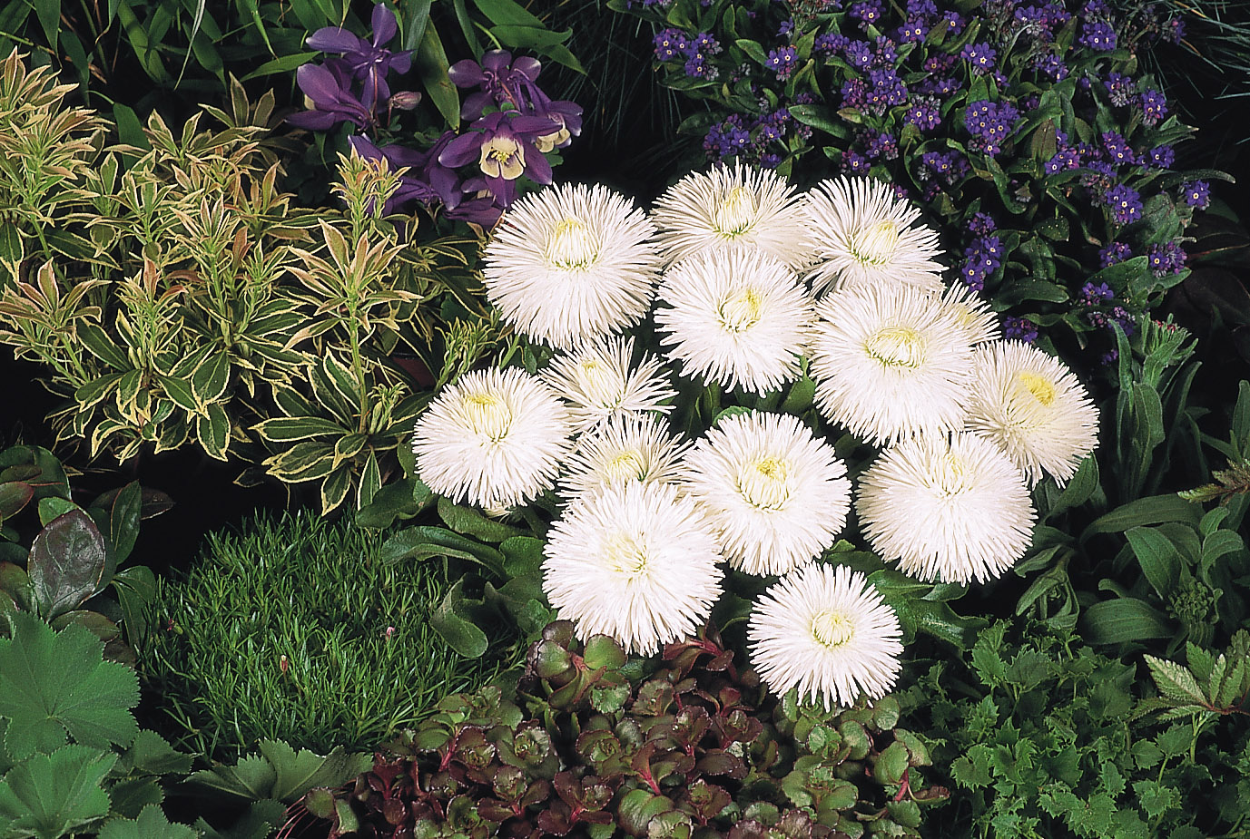 Bellis perennis Habanera Weiß