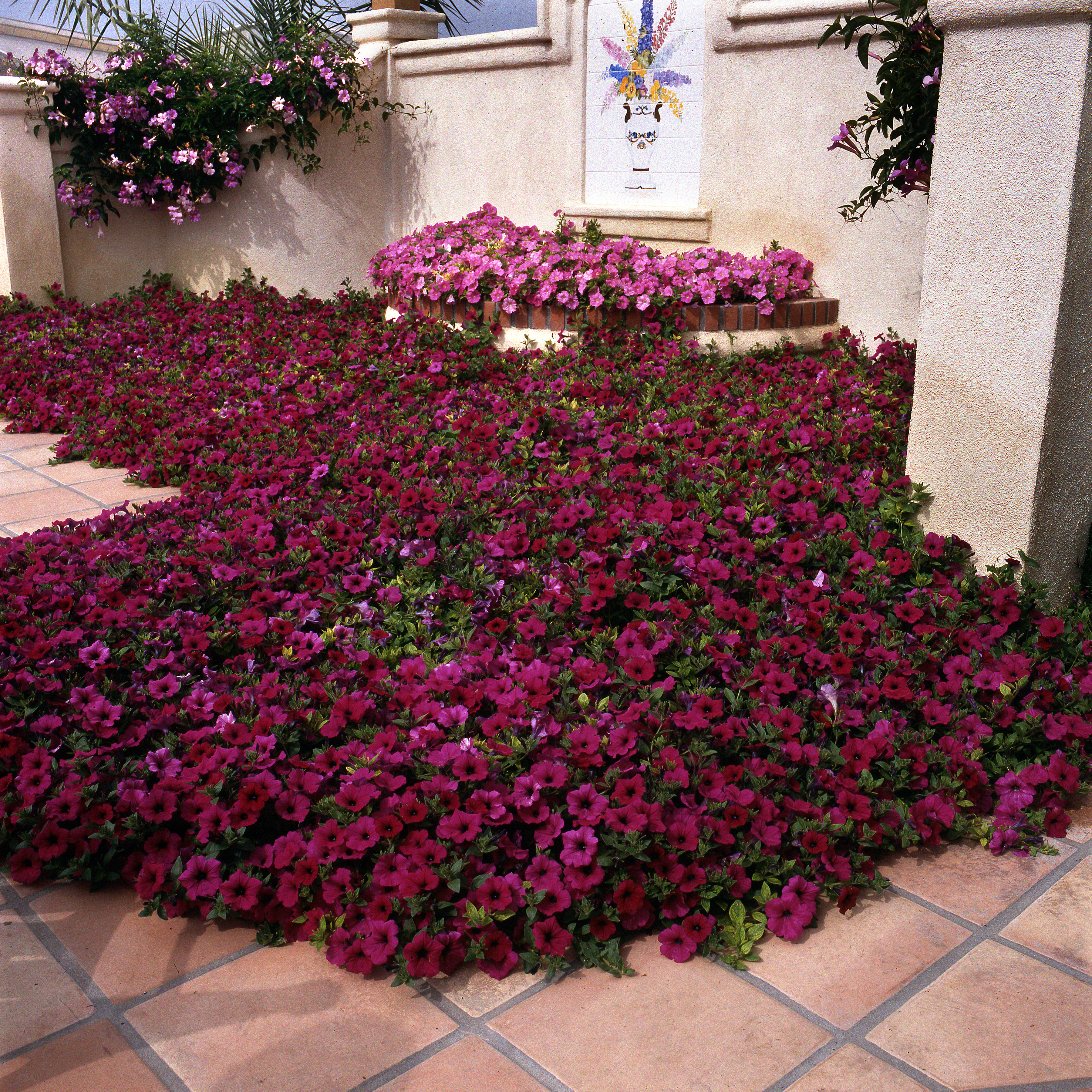 Petunia x hybrida F1 Wave Purple Classic, pilliert