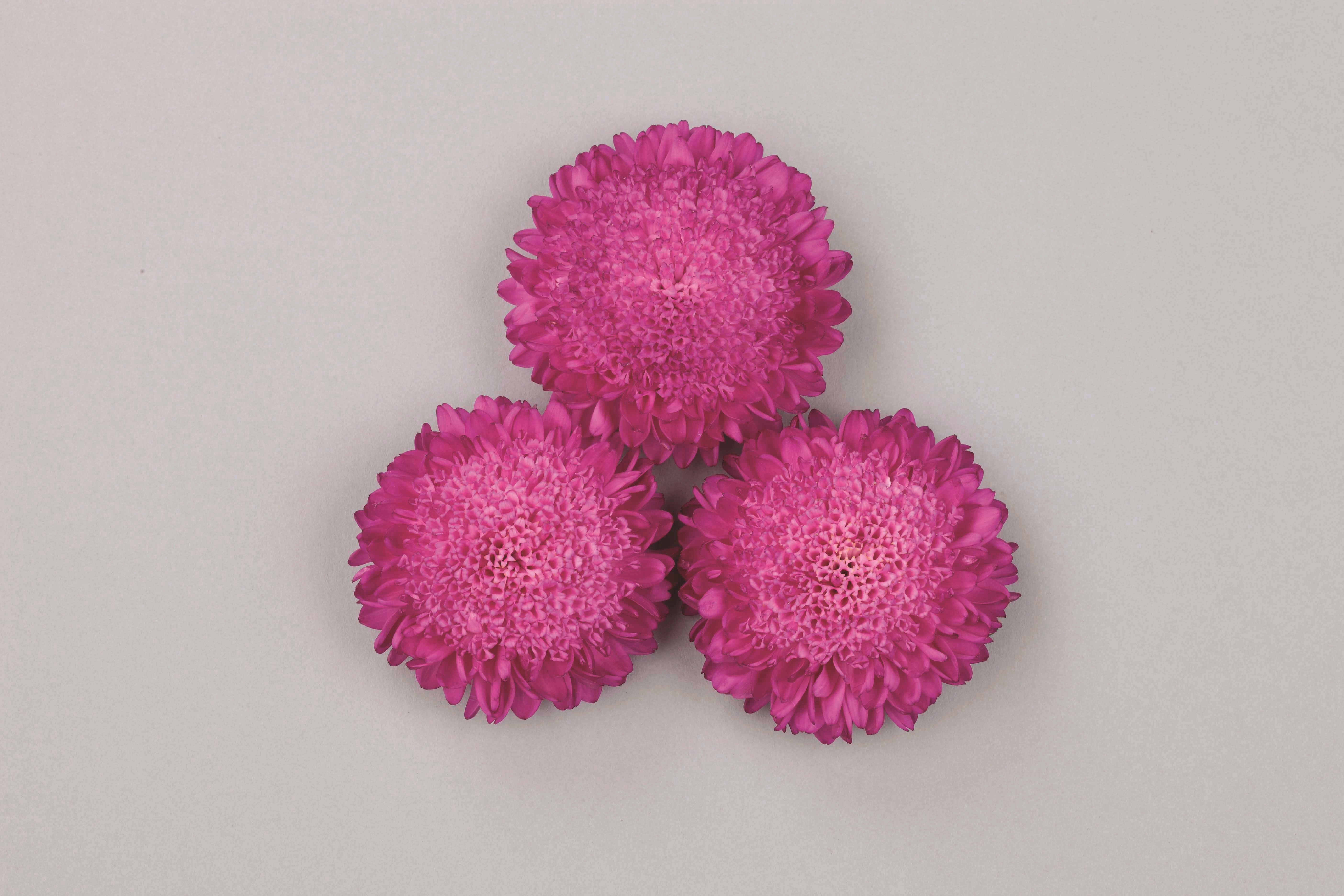 Callistephus chinensis Bonita Pink