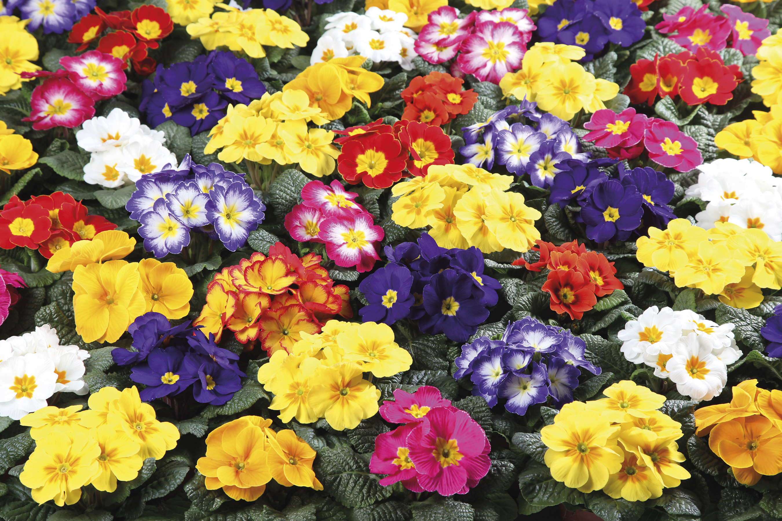 Primula vulgaris Angelique Mix