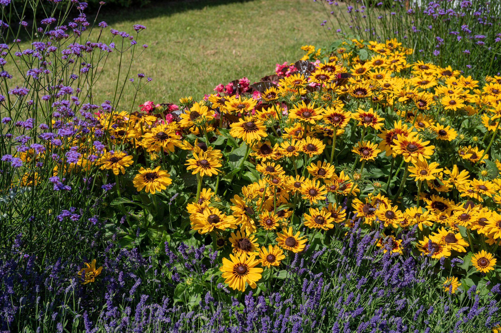 Rudbeckia hirta Pawnee Spirit