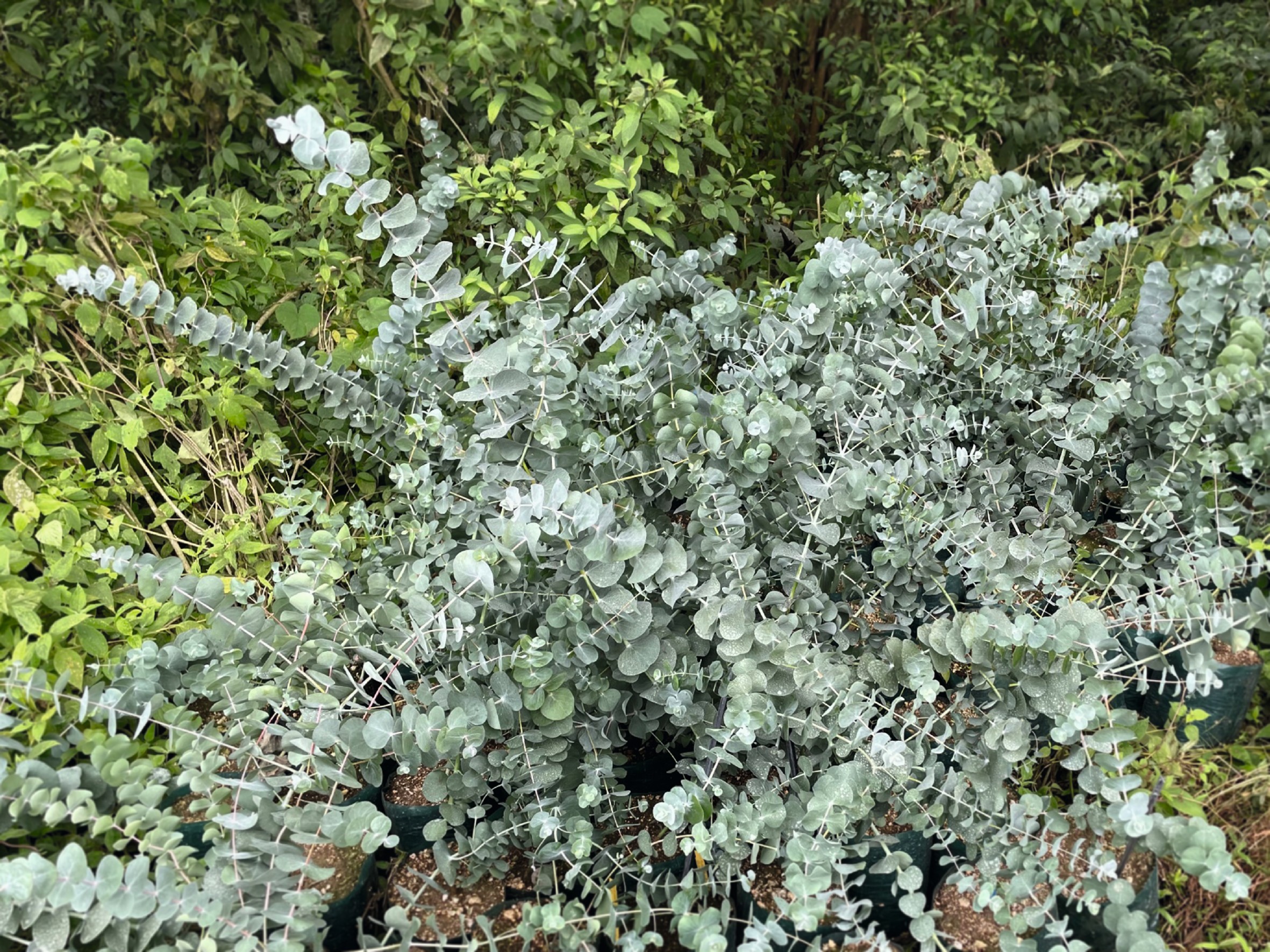 Eucalyptus cinera Silberdollar